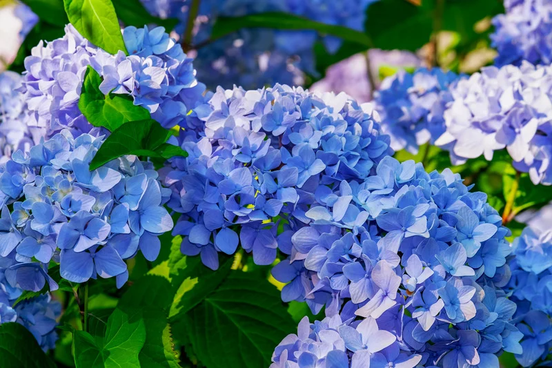 Hydrangea bouquet in Miami