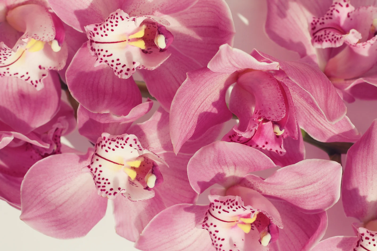 Orchid Bouquets