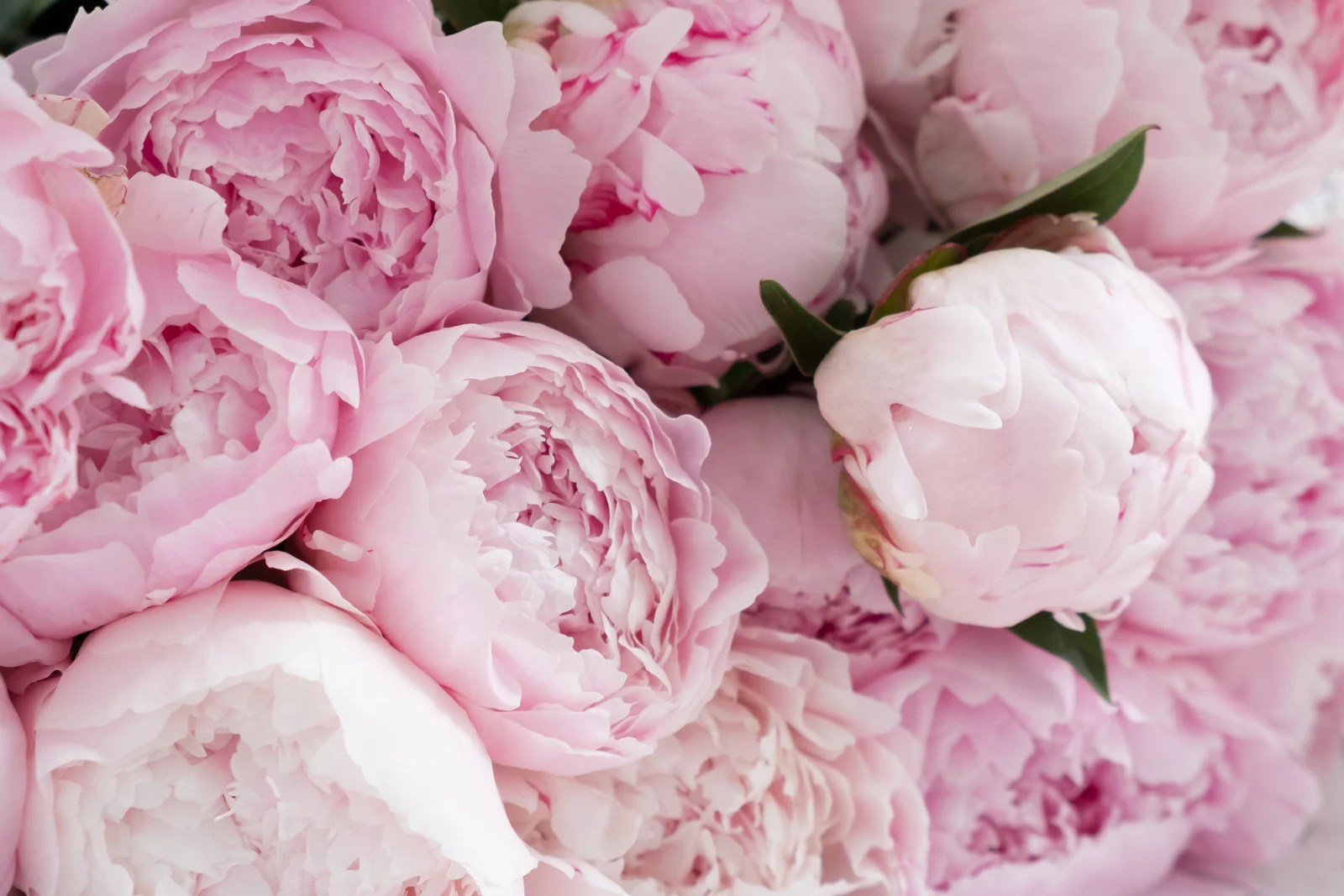 Peony Bouquet