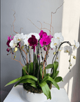 Floral arrangement “Orchid Garden” - dark pink and white orchids with moss and curly willow