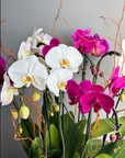 Floral arrangement “Orchid Garden” - dark pink and white orchids with moss and curly willow