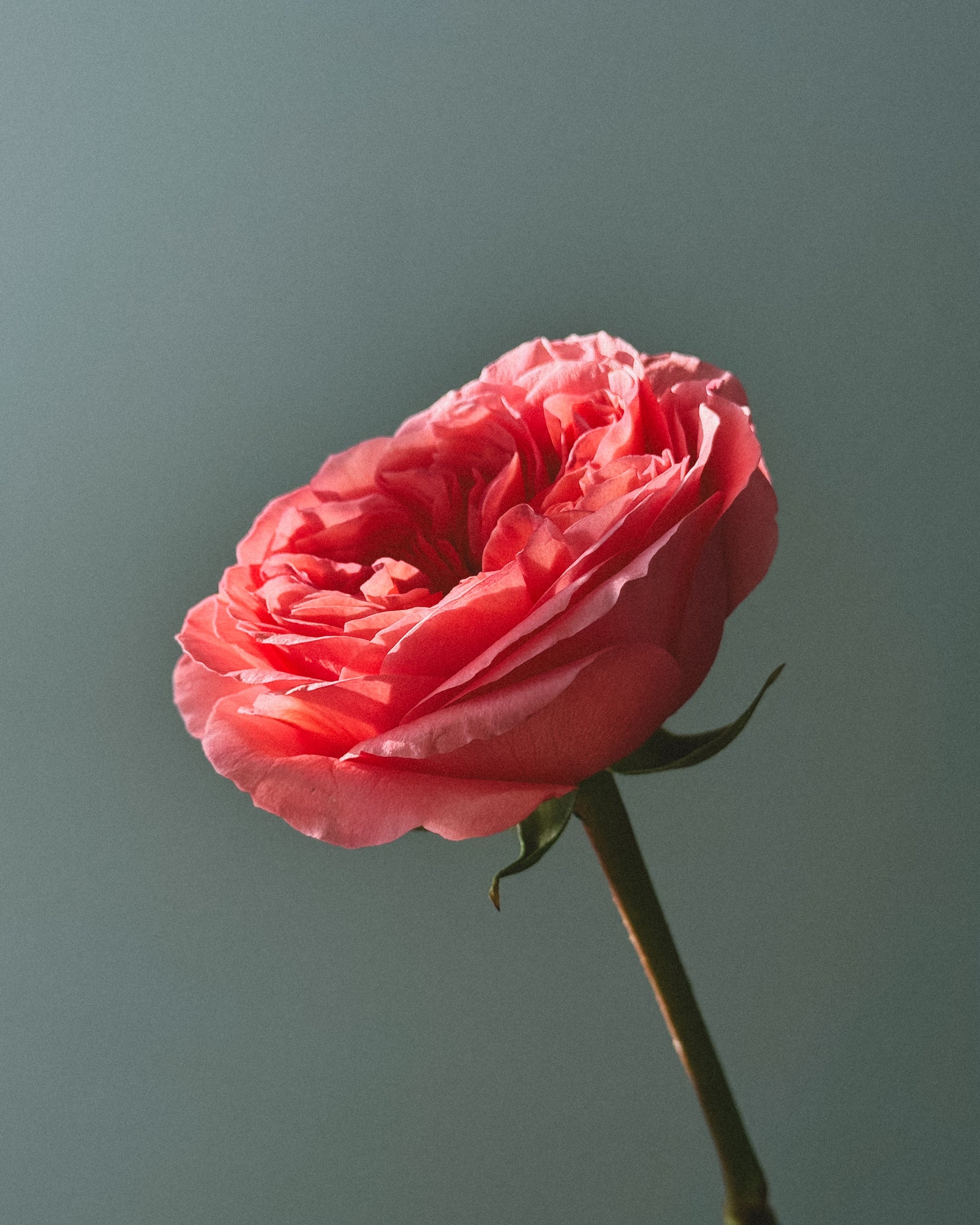 How to Care for Your Rose Bouquet at Home