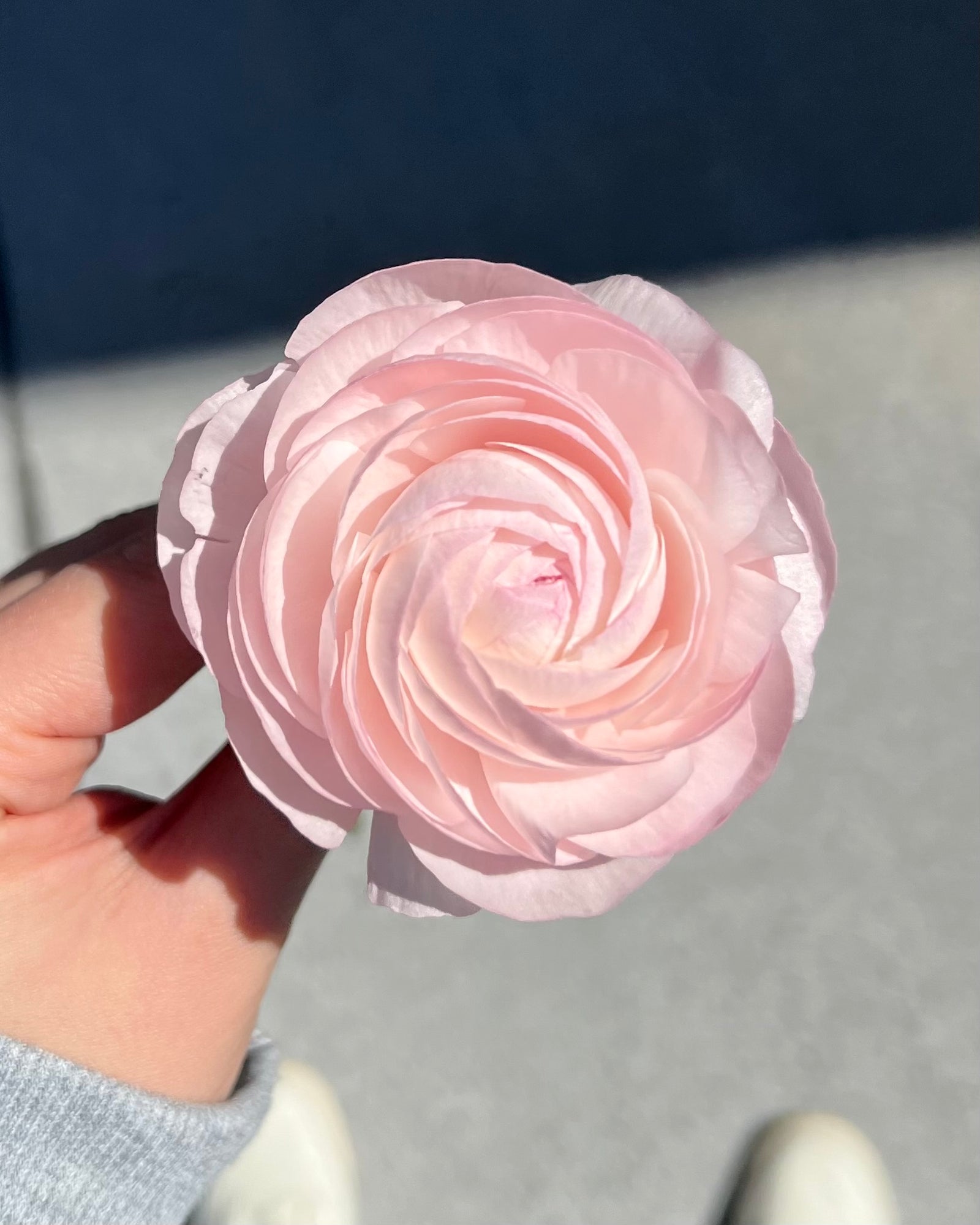 Enchanting Ranunculus Bouquets: Discover Their Beauty at My Peonika in Hollywood