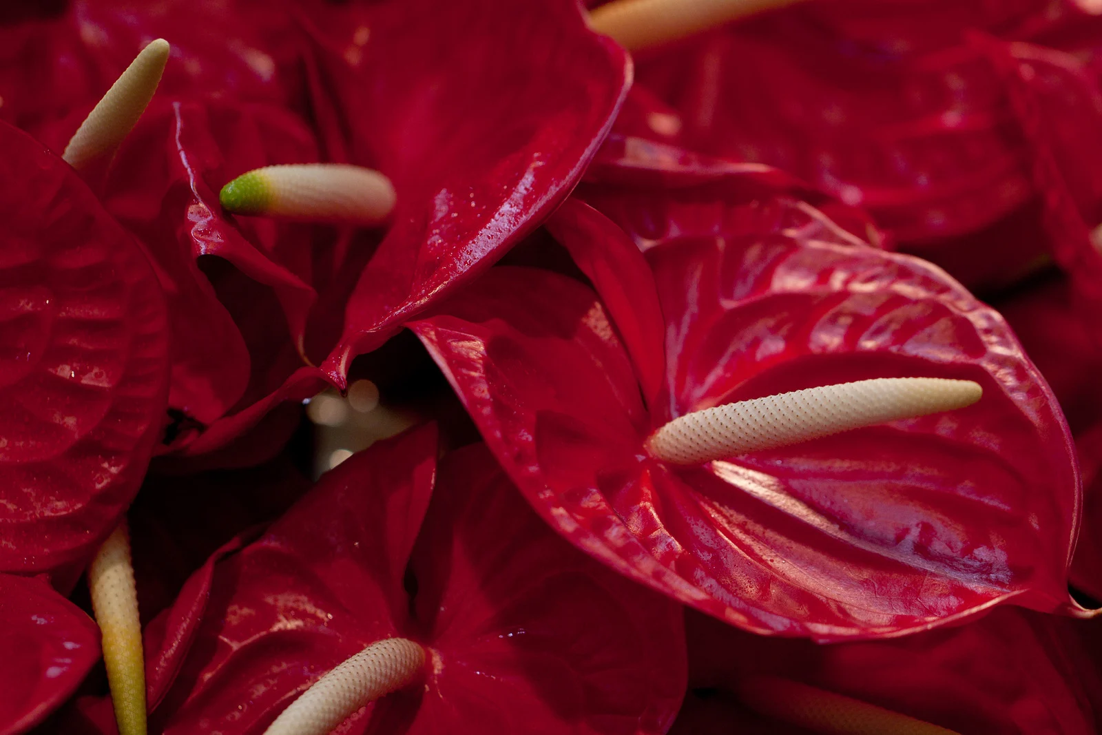 Anthuriums Bouquet