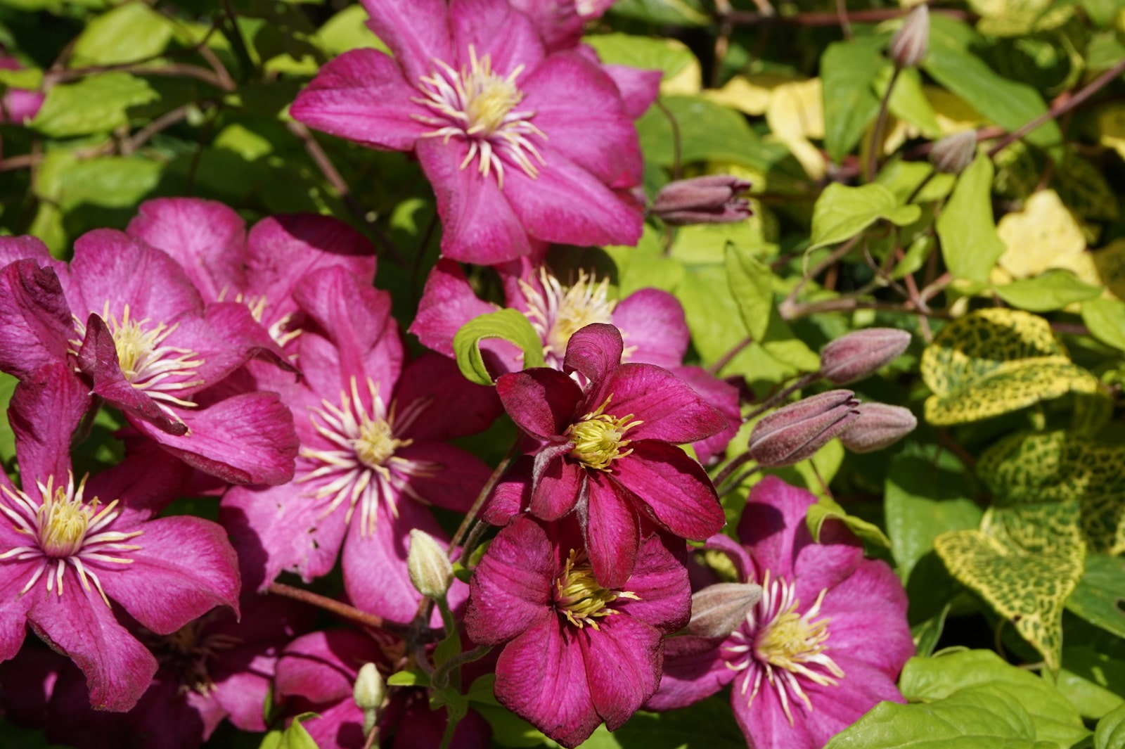 Clematis Flower