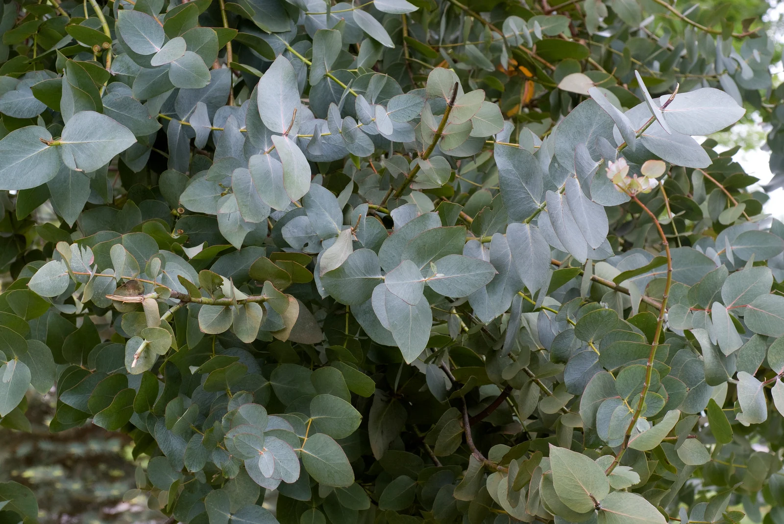 Eucalyptus Flower Bouquet
