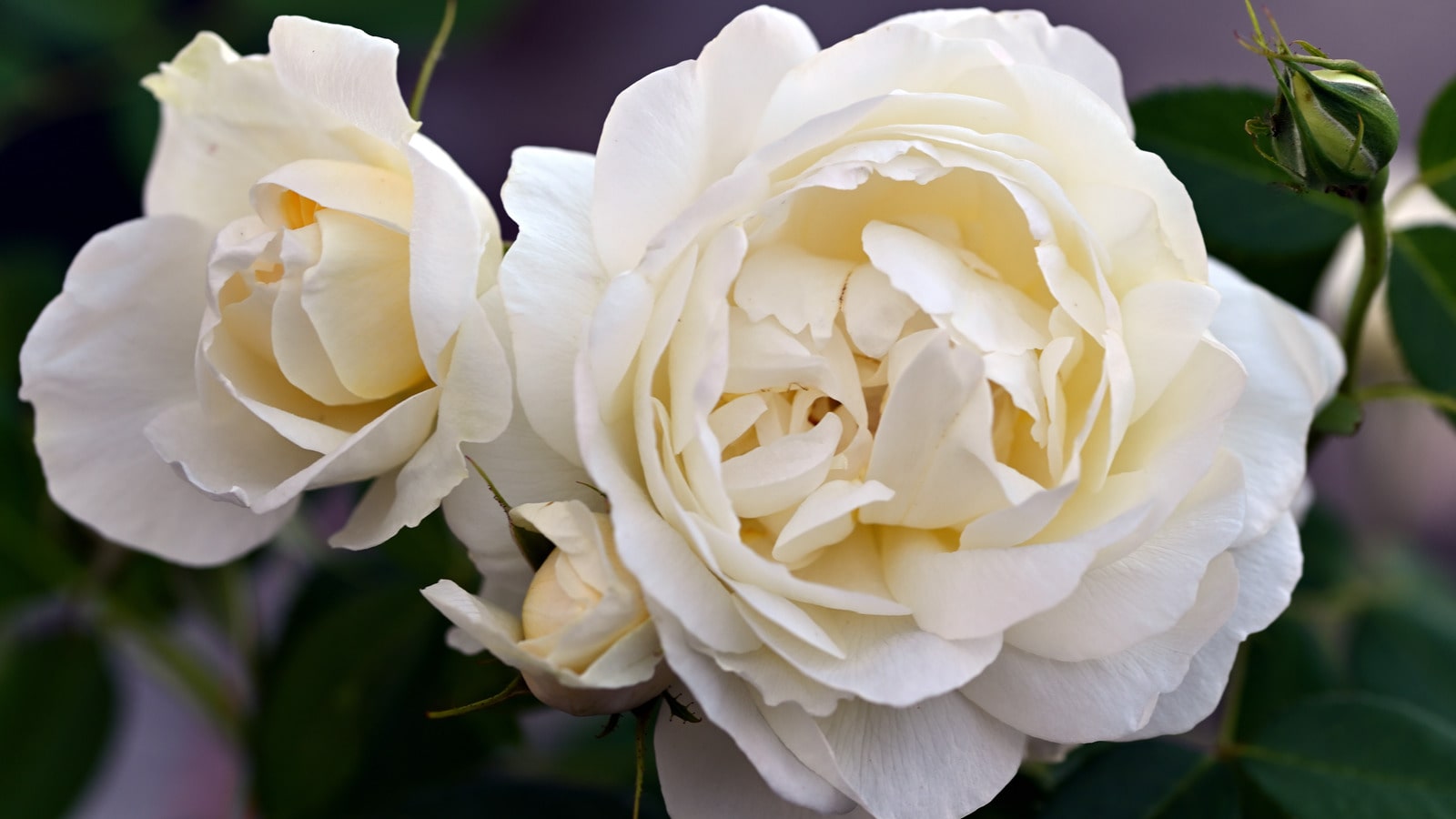 Garden Roses