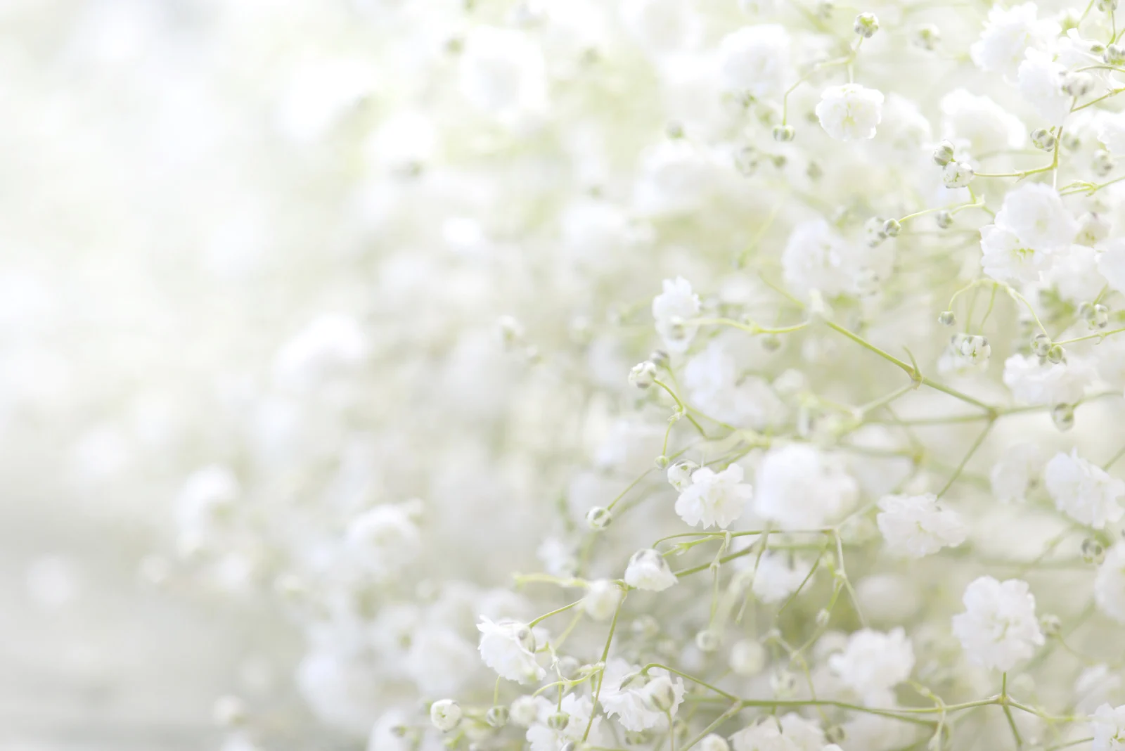 Gypsophila in Miami