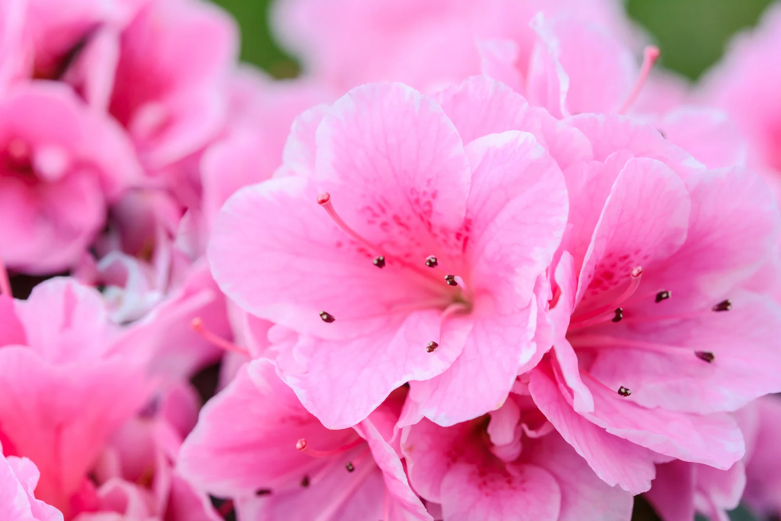 “I Miss You” Flowers