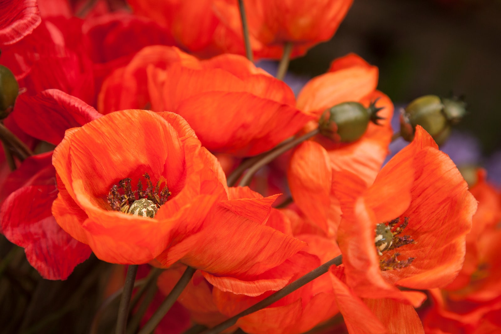 Love and Romance Flowers