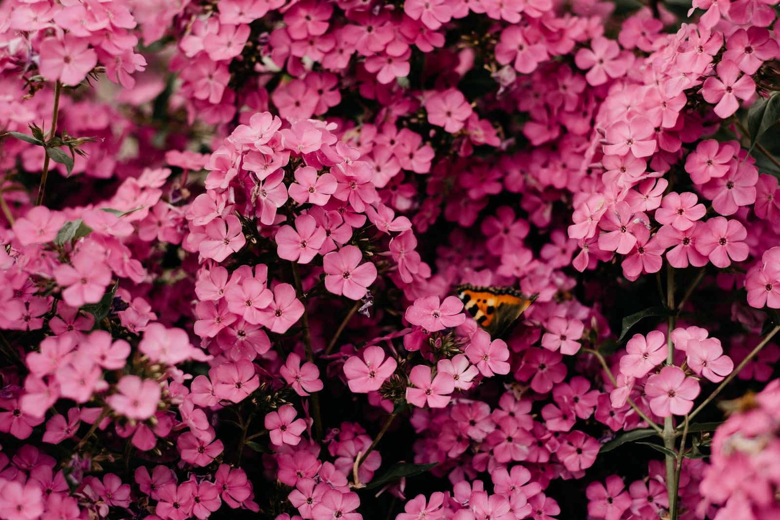 Miami Lakes, FL Flower Delivery