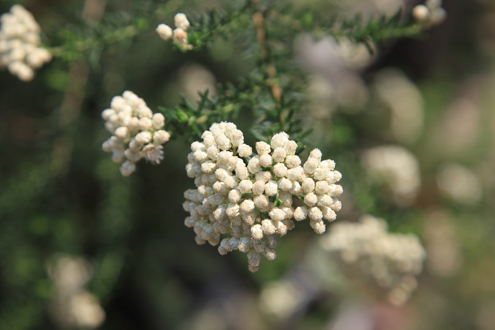 Rice Flowers