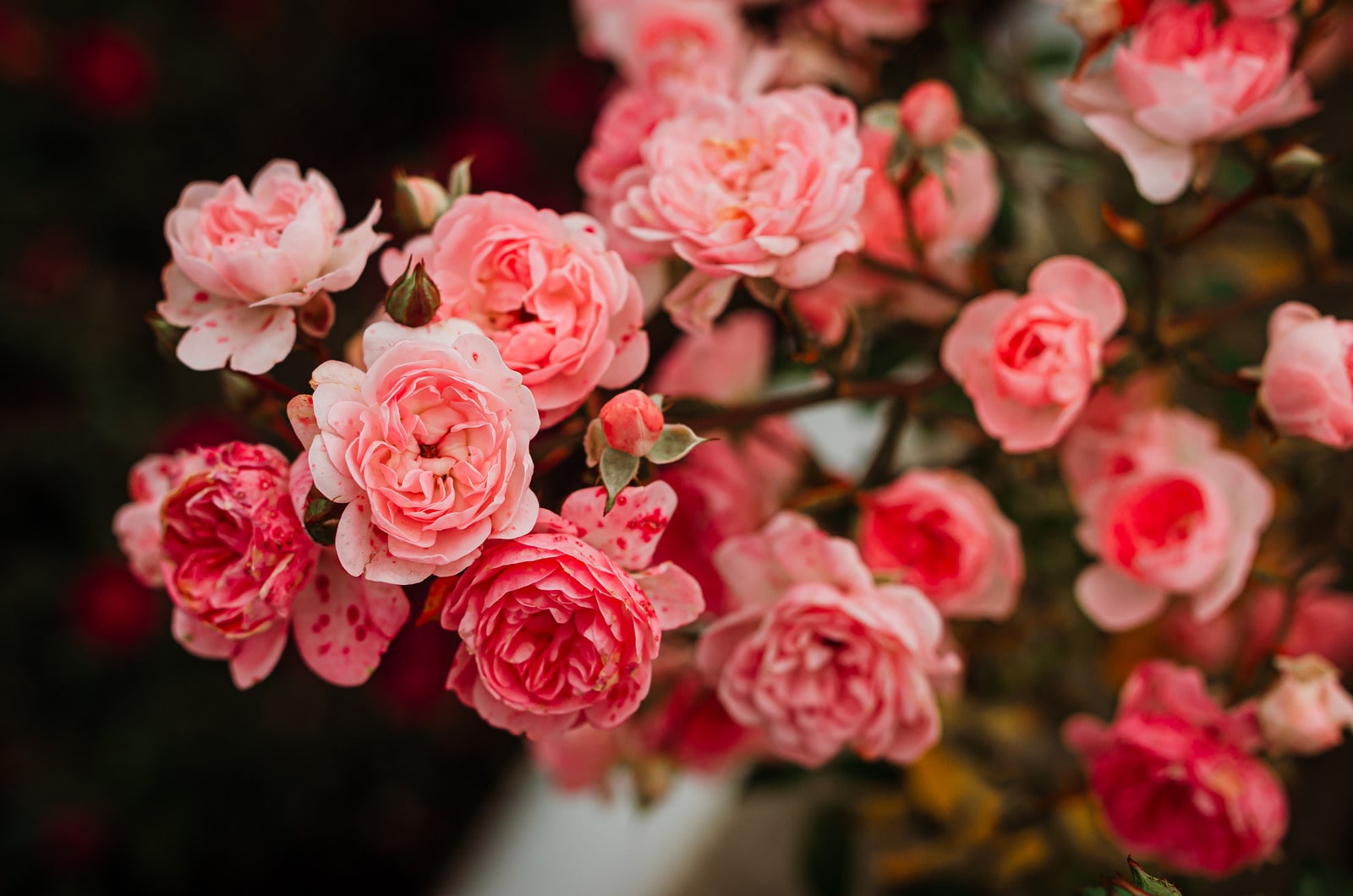 Spray roses