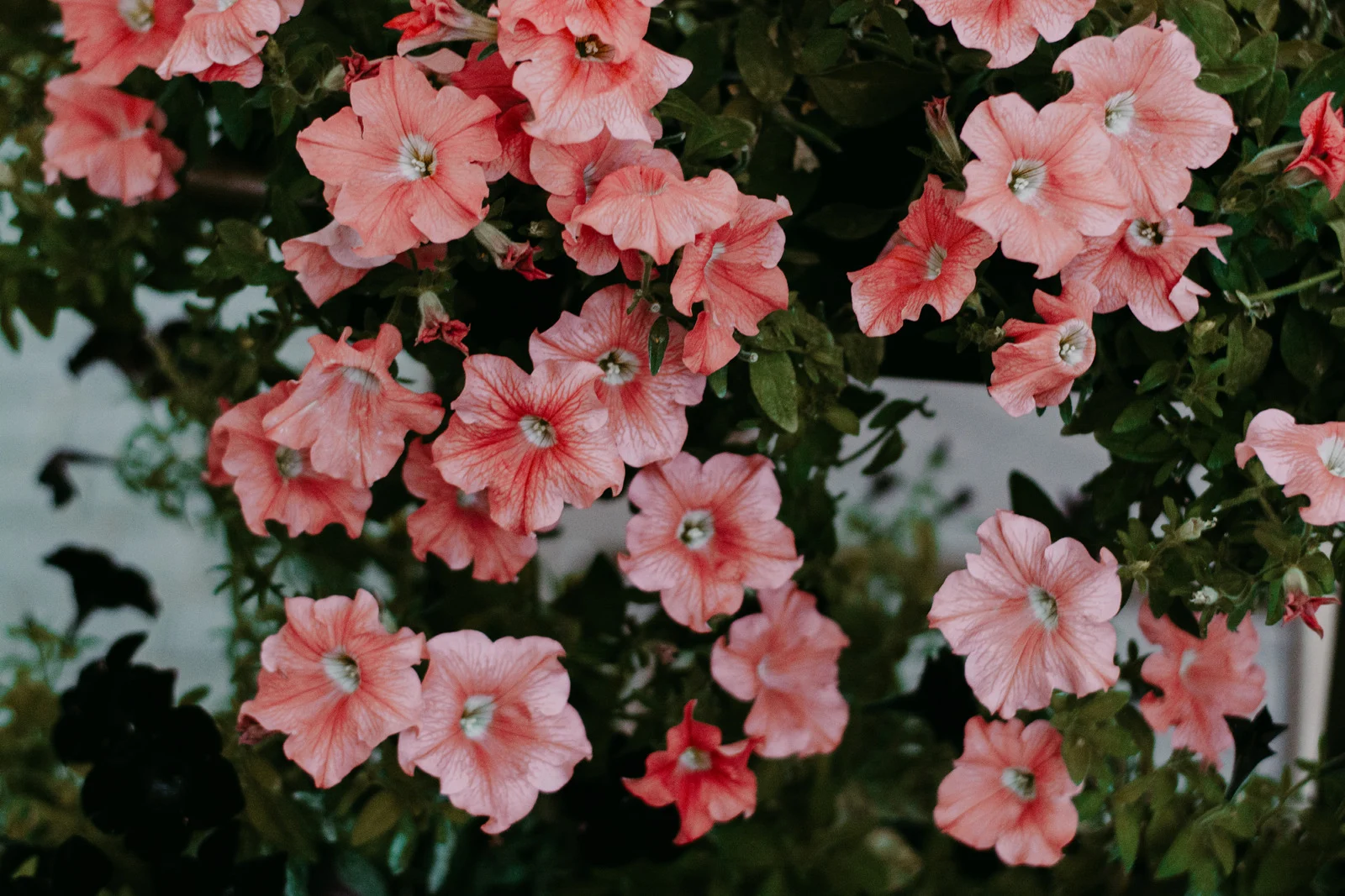 Stock Flower Bouquets