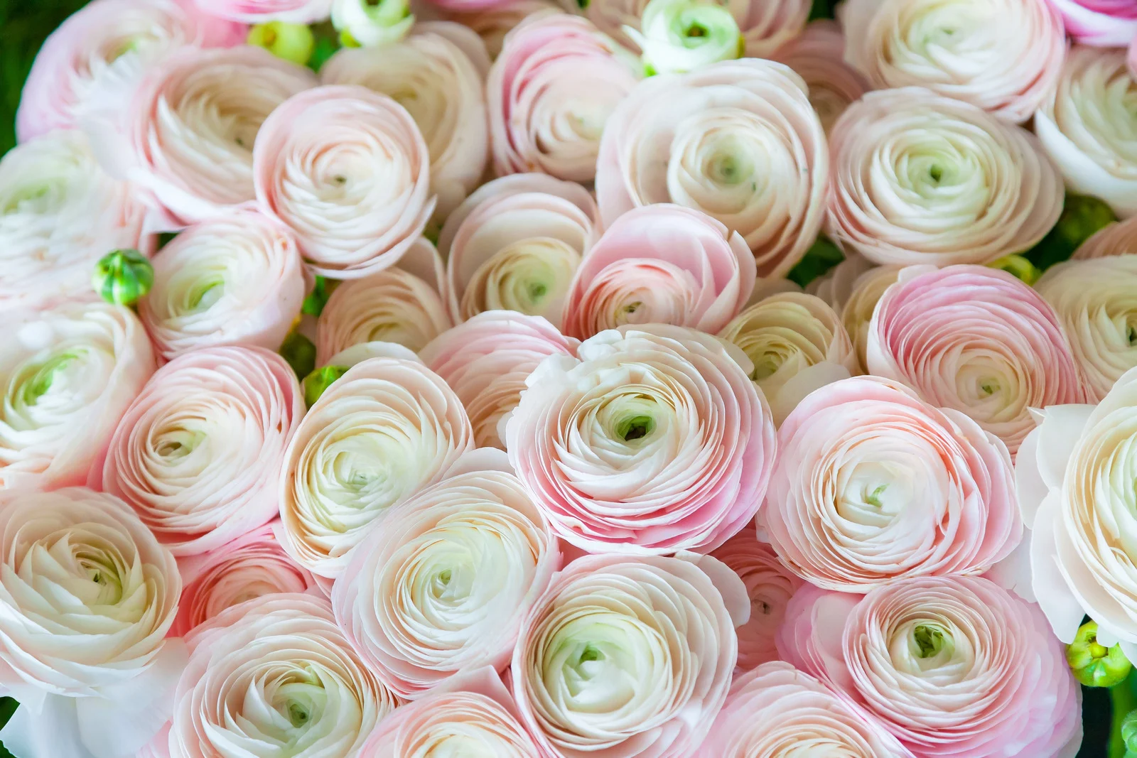 Ranunculus Bouquets