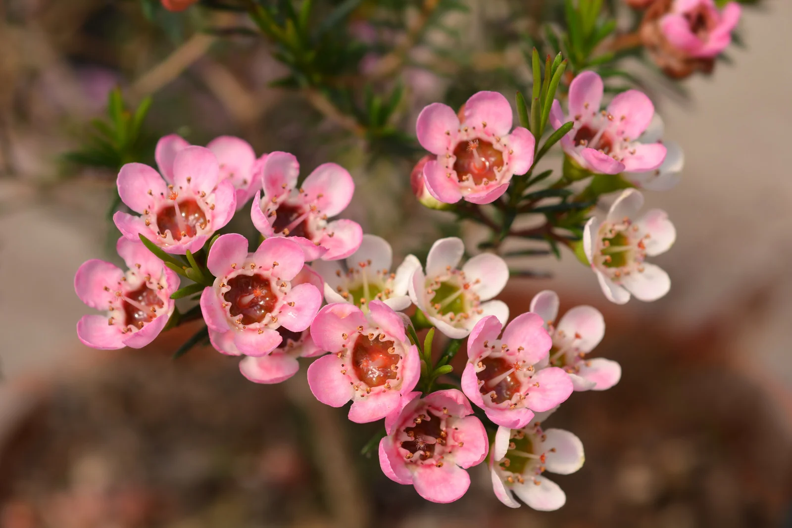 Wax Flowers
