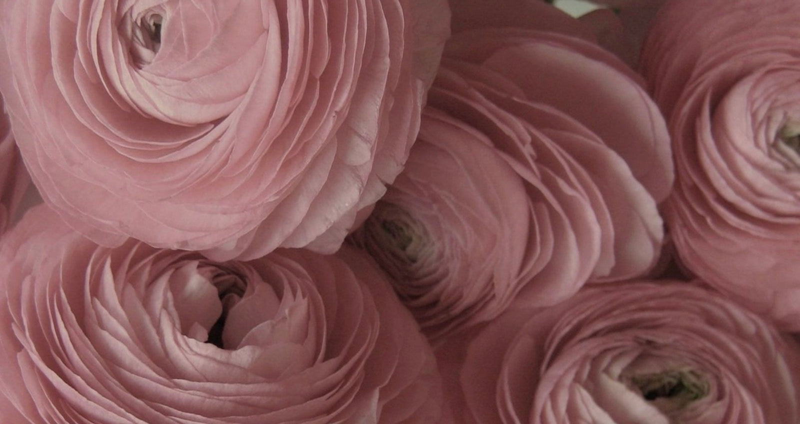 Wedding Bouquets - My Peonika Flower Shop