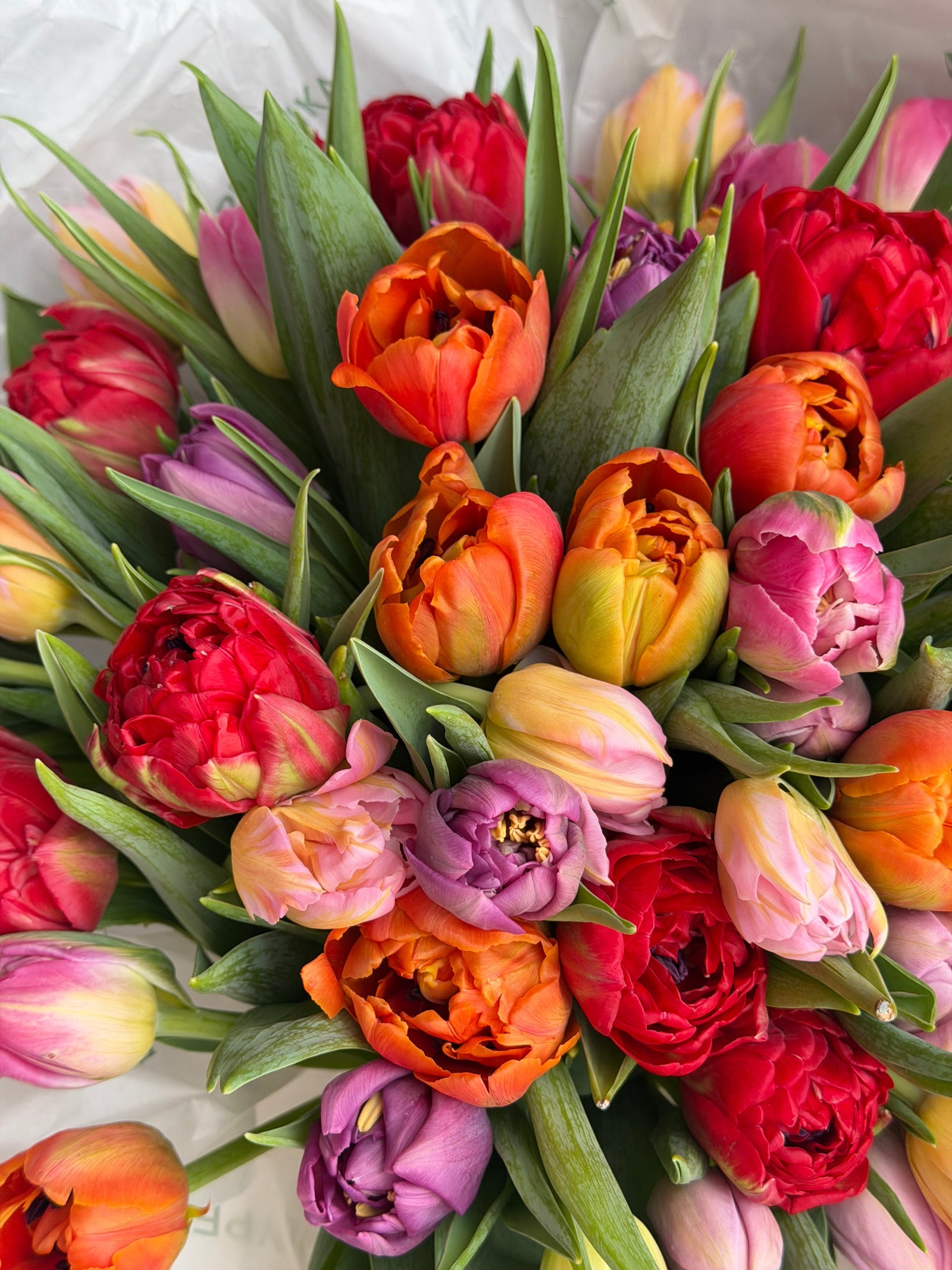 Bouquet "Petal Pop" - mixed of Holland tulips