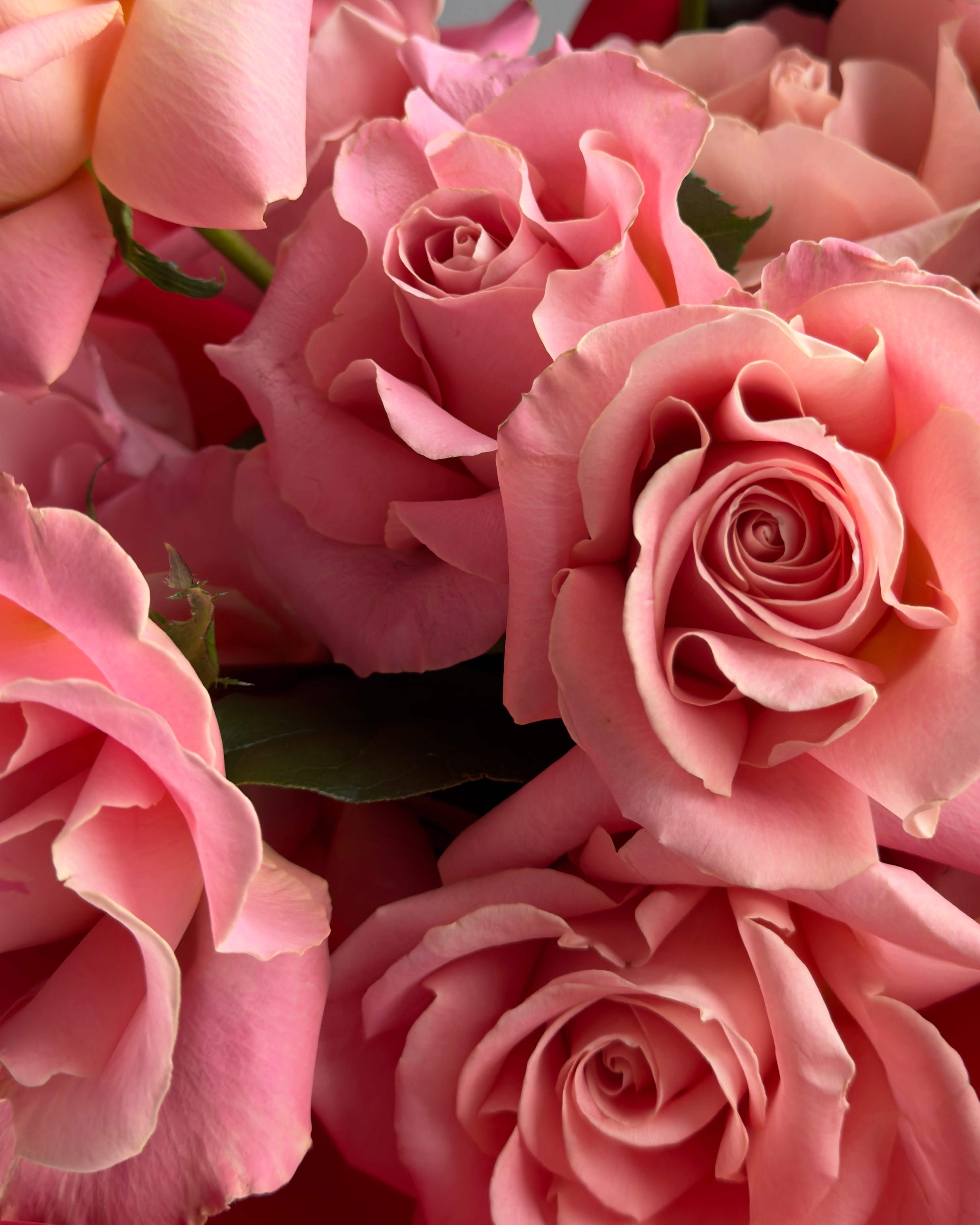 Bouquet “Adore me” - 2 dozen french roses