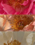 Bouquet "Coral Charm Peonies" - сolor-changing peonies