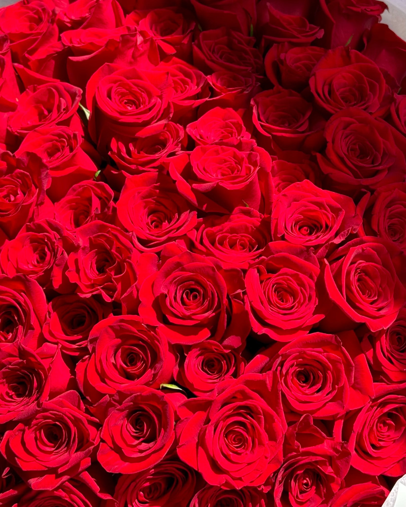 Bouquet "Freedom" - 100 red roses