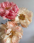 Bouquet "Coral Charm Peonies" - сolor-changing peonies
